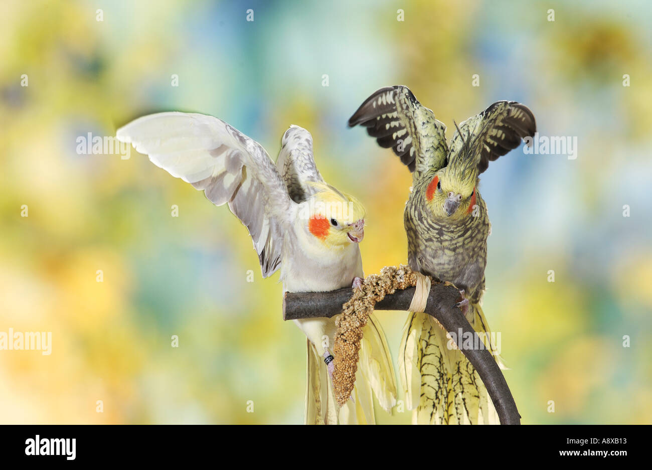 cockatiels on branch Stock Photo