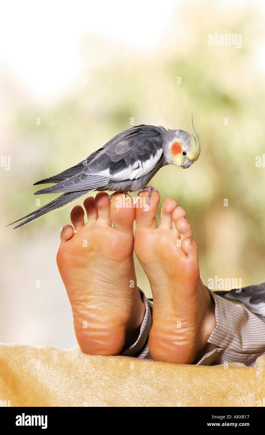 Cockatiel on feet Stock Photo
