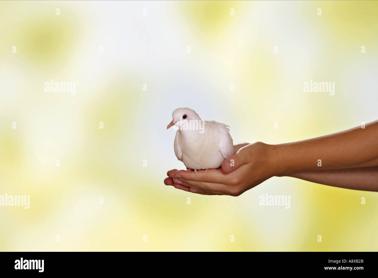 White Dove Sitting On Hand Streptopelia Roseogrisea Risoria Stock white-dove-sitting-on-hand-streptopelia-roseogrisea-risoria-stock