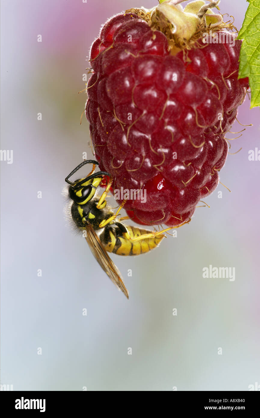 Wasp Raspberry Common wasp (Vespula vulgaris) eating a raspberry Stock Photo - Alamy