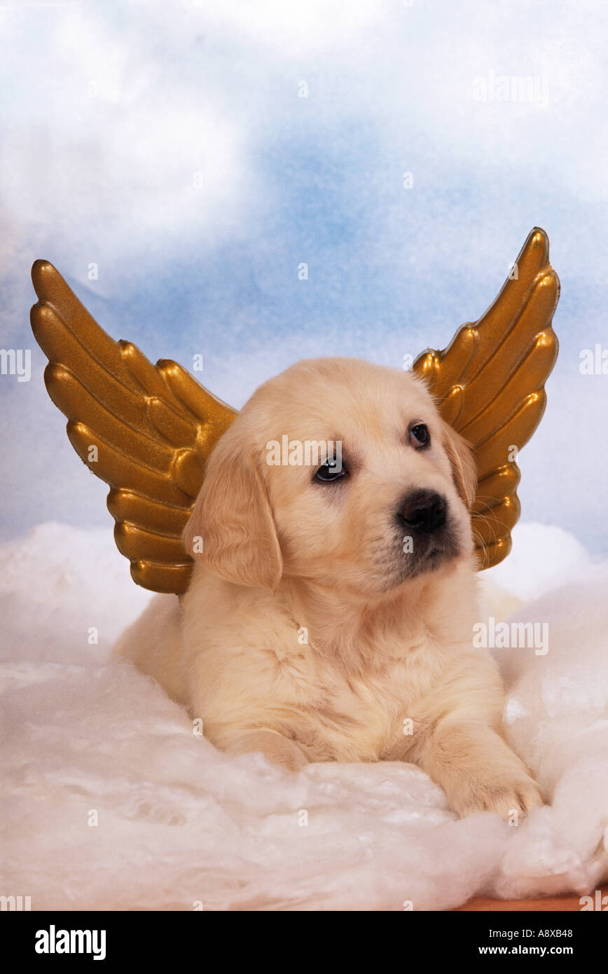 Golden Retriever dog - puppy with wings Stock Photo