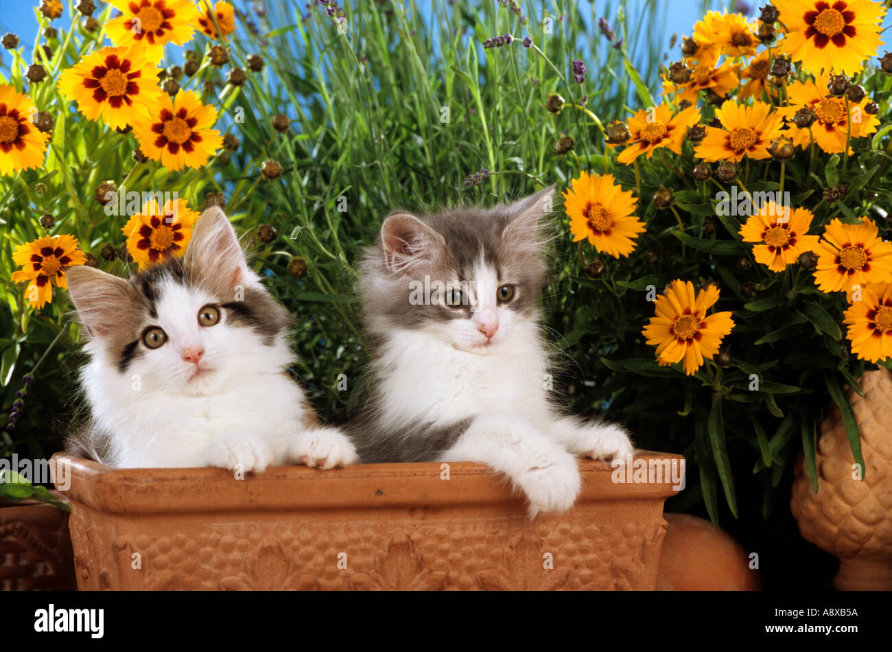two young Norwegian forest cats in flower pot Stock Photo