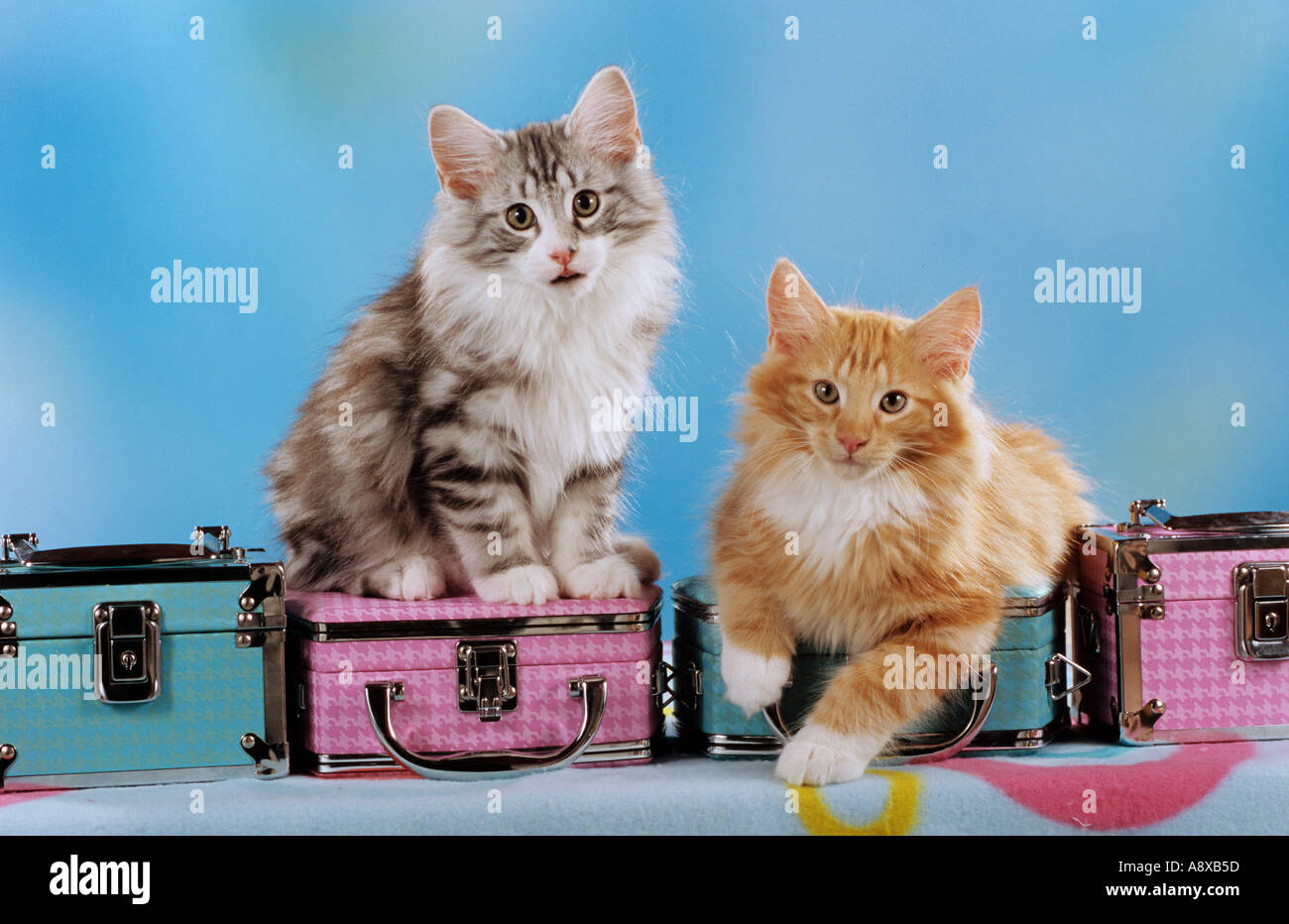 two young Norwegian Forest cats Stock Photo