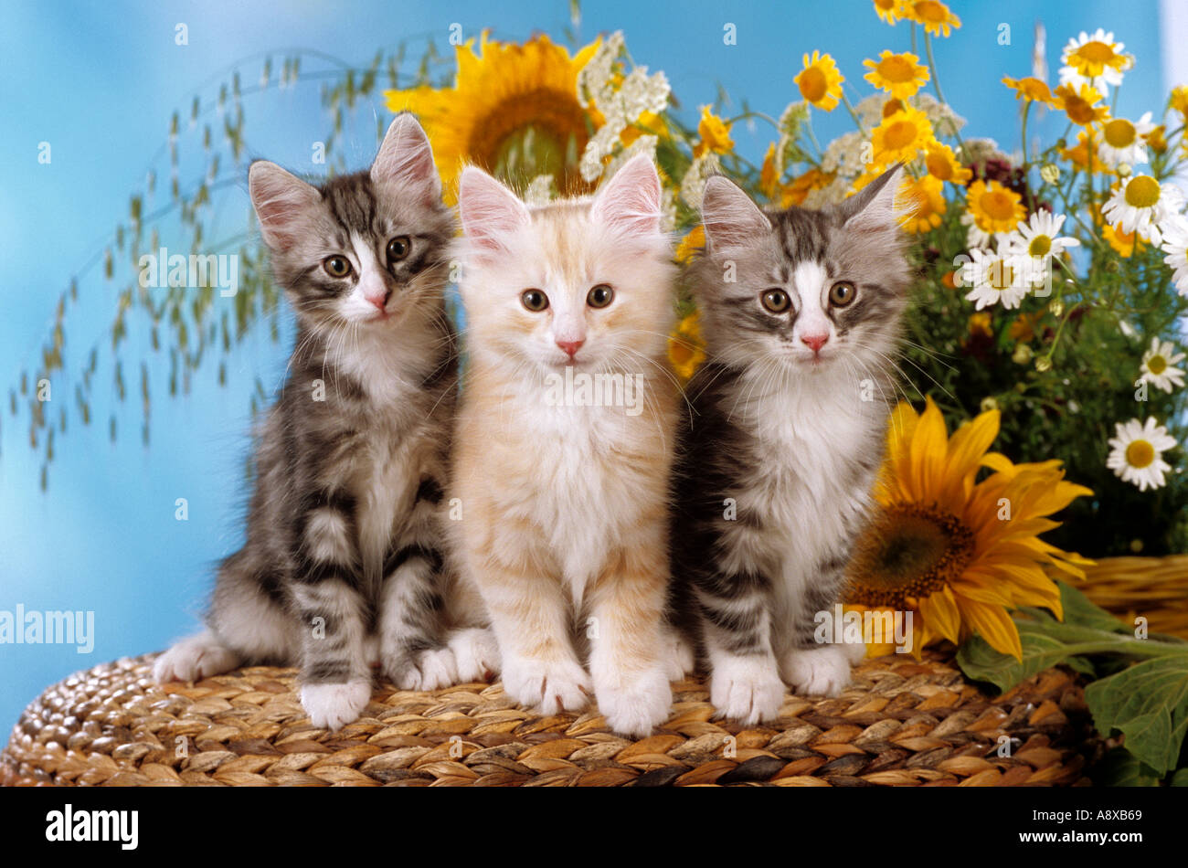 three norwegian forest cats kitten - sitting Stock Photo