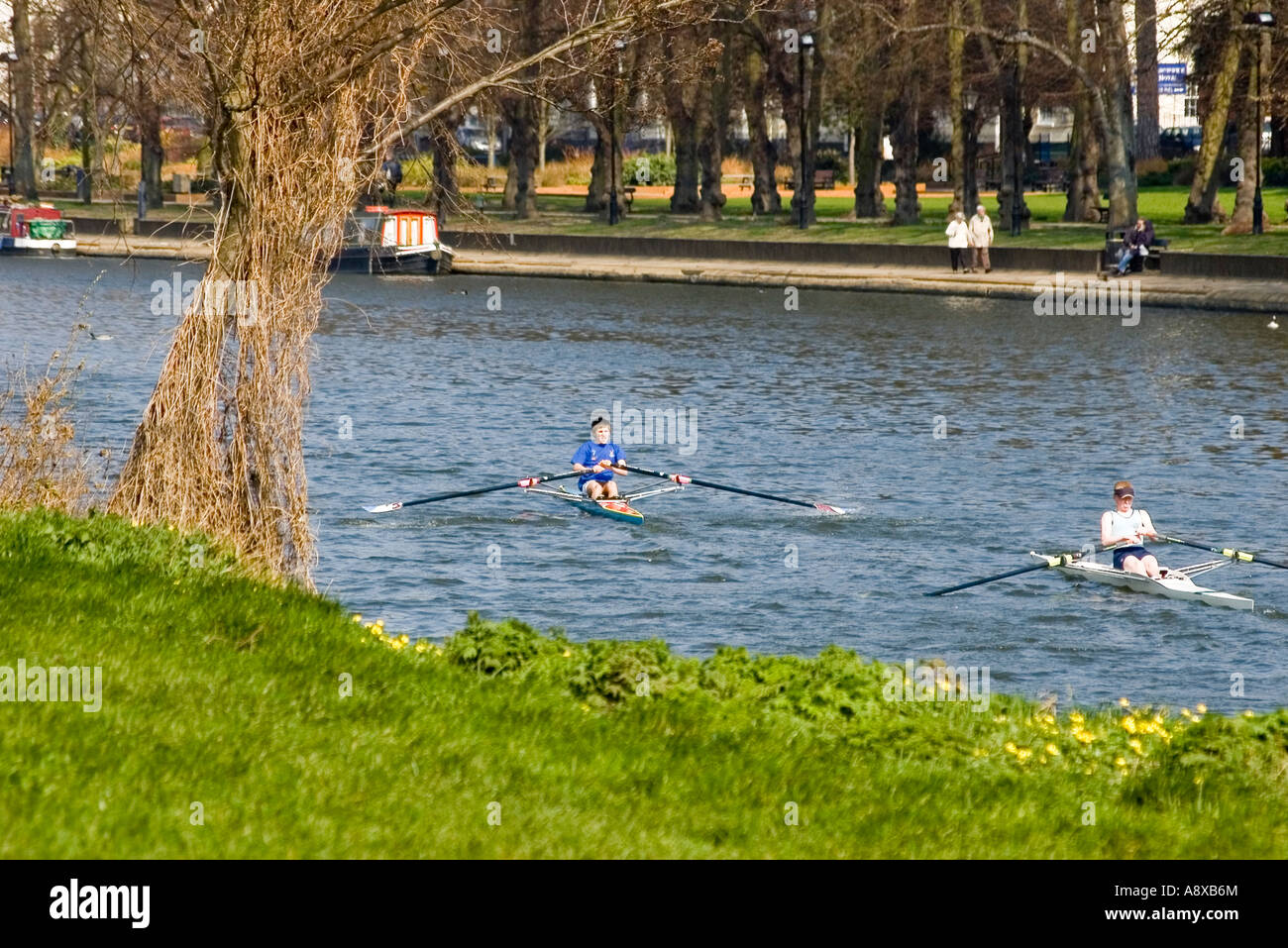 rower river avon evesham town centre worcestershire england midlands uk Stock Photo