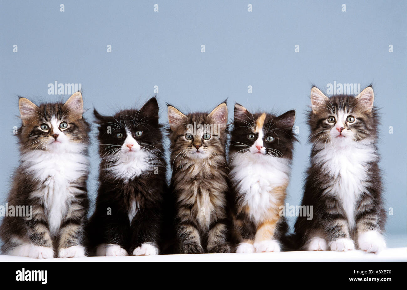 Norwegian Forest Cat. Five kittens sitting in line. Studio picture against a light blue background Stock Photo