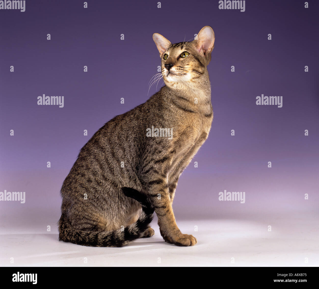 Oriental Shorthair cat -  sitting Stock Photo