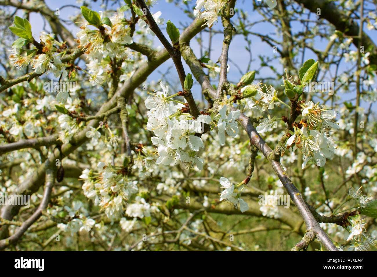 8 Springtime blossom spring springtime Stock Photo - Alamy