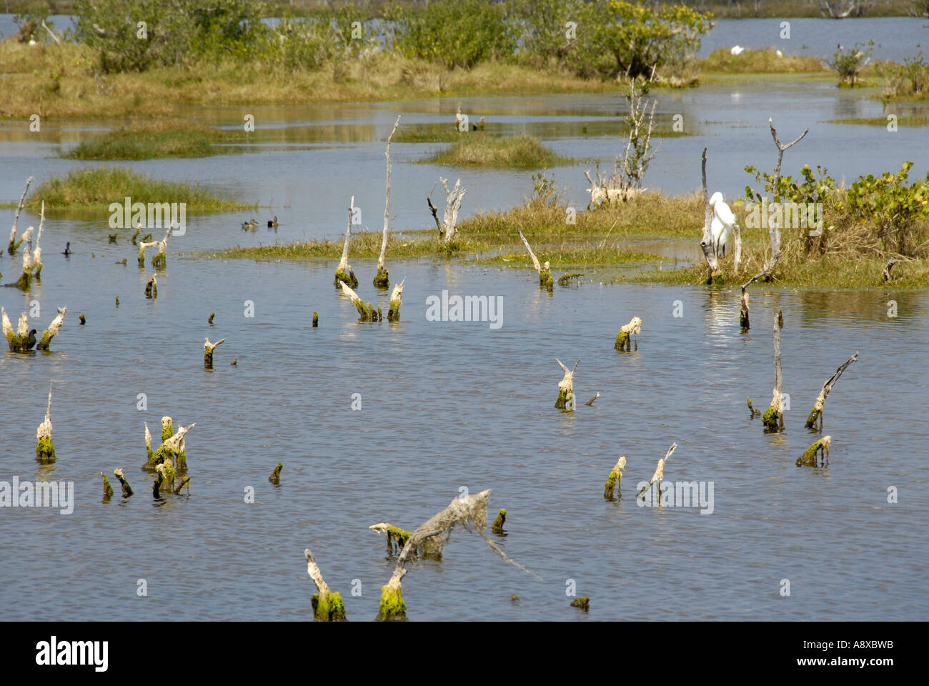 National Park Service Cape Canaveral National Sea Shore Stock Photo Alamy