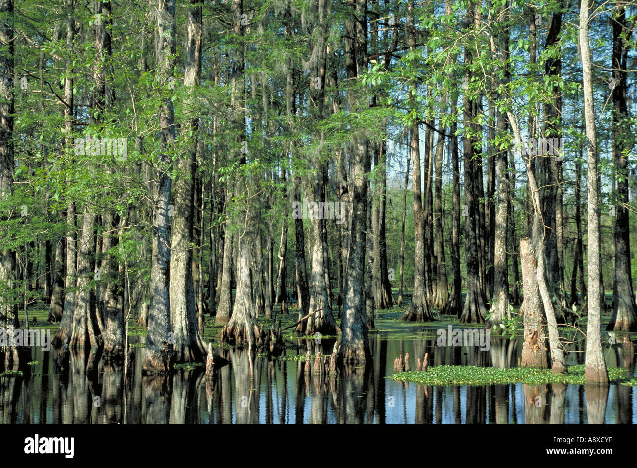 Elk216 2256 Louisiana Atchafalaya Swamp cypress trees Stock Photo: 12190857 - Alamy