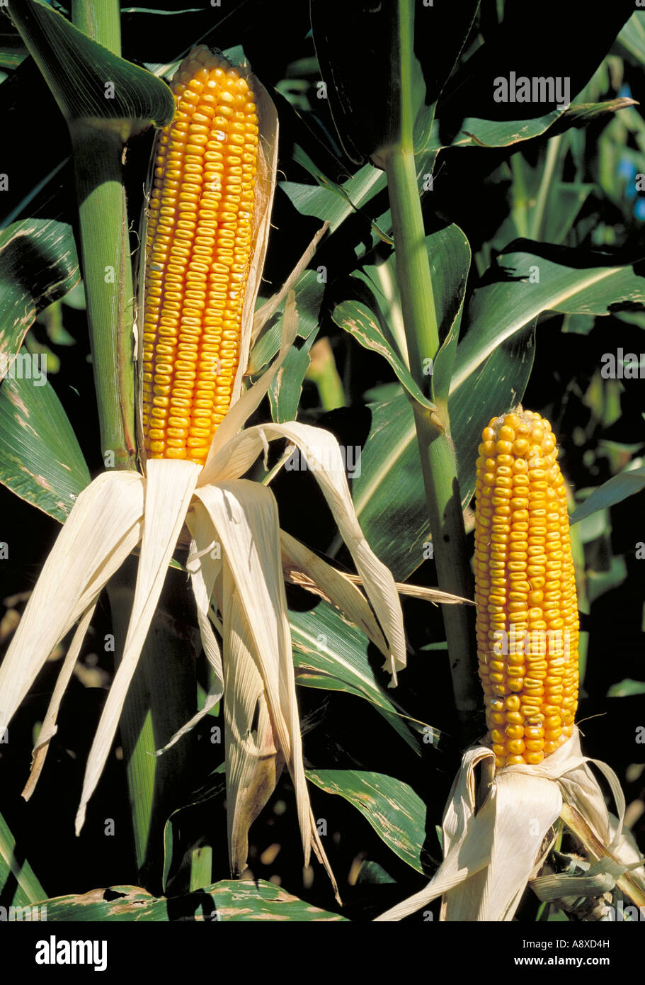 Elk270-2007 Iowa northeast Iowa corn Stock Photo