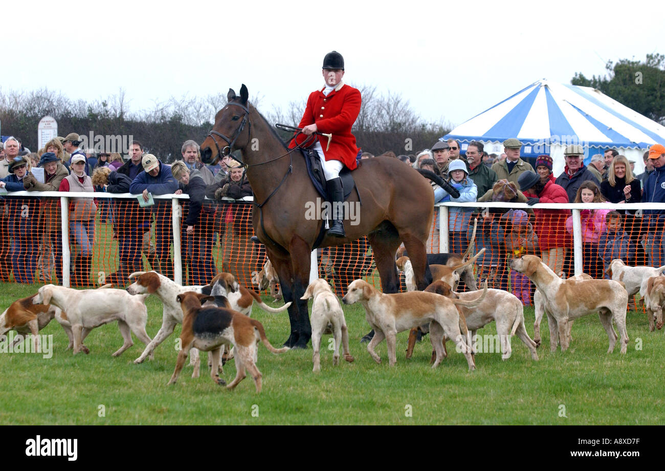 Fox hunt rider and hounds at a horse race meet Stock Photo