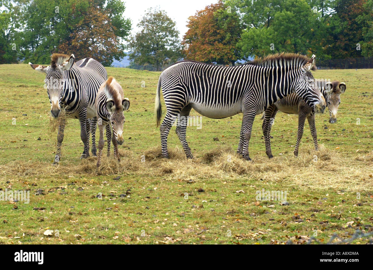Zebras at Whipsnade Wildlife Park Bedfordshire UK Stock Photo Alamy