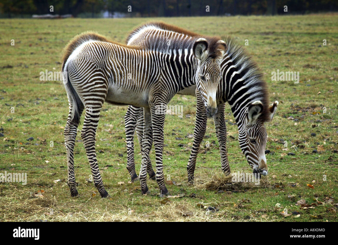 Zoo uk baby zebra hires stock photography and images Alamy