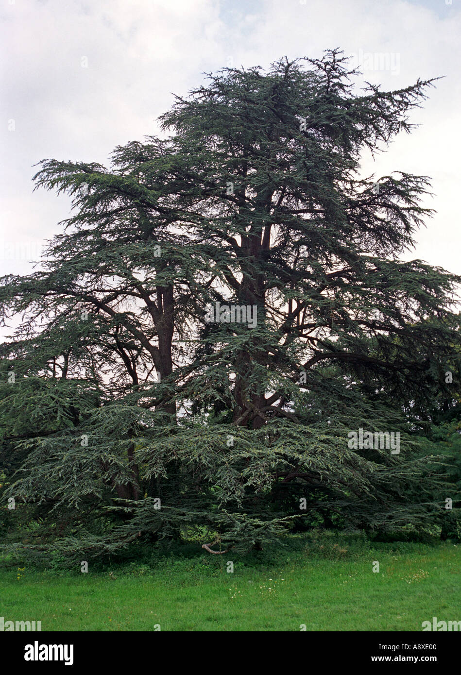 Cypress of lebanon hires stock photography and images Alamy
