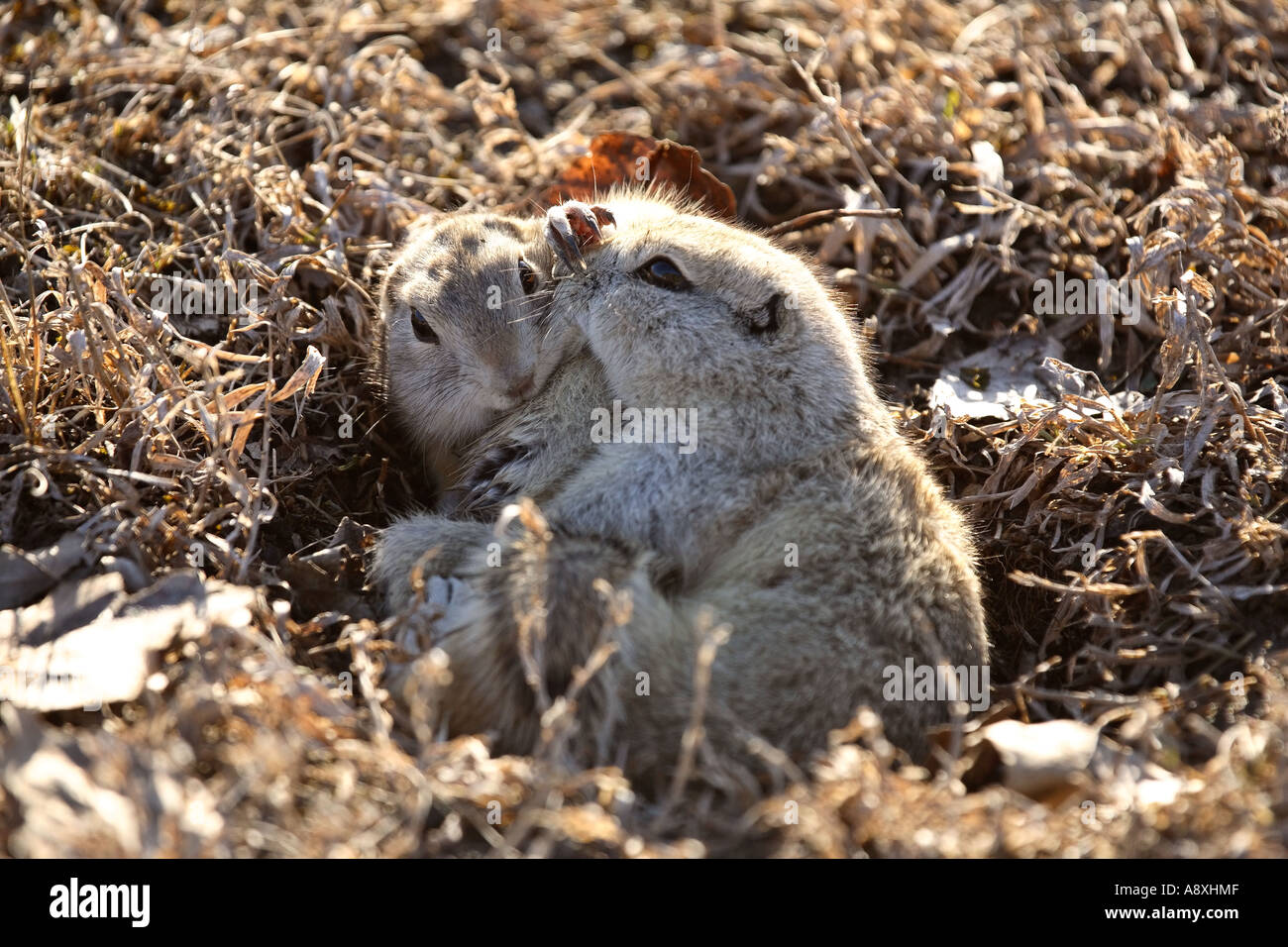 Two Richardson's Ground Squirrels mating in scenic Saskatchewan Canada