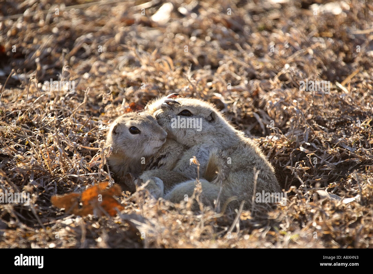 Two Richardson's Ground Squirrels mating in scenic Saskatchewan Canada
