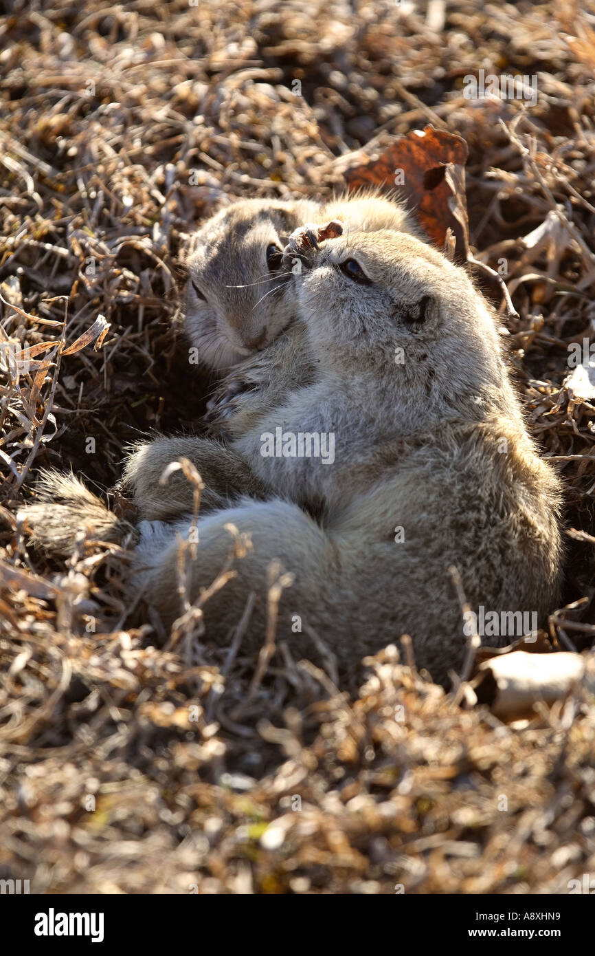 Two Richardson's Ground Squirrels mating in scenic Saskatchewan Canada