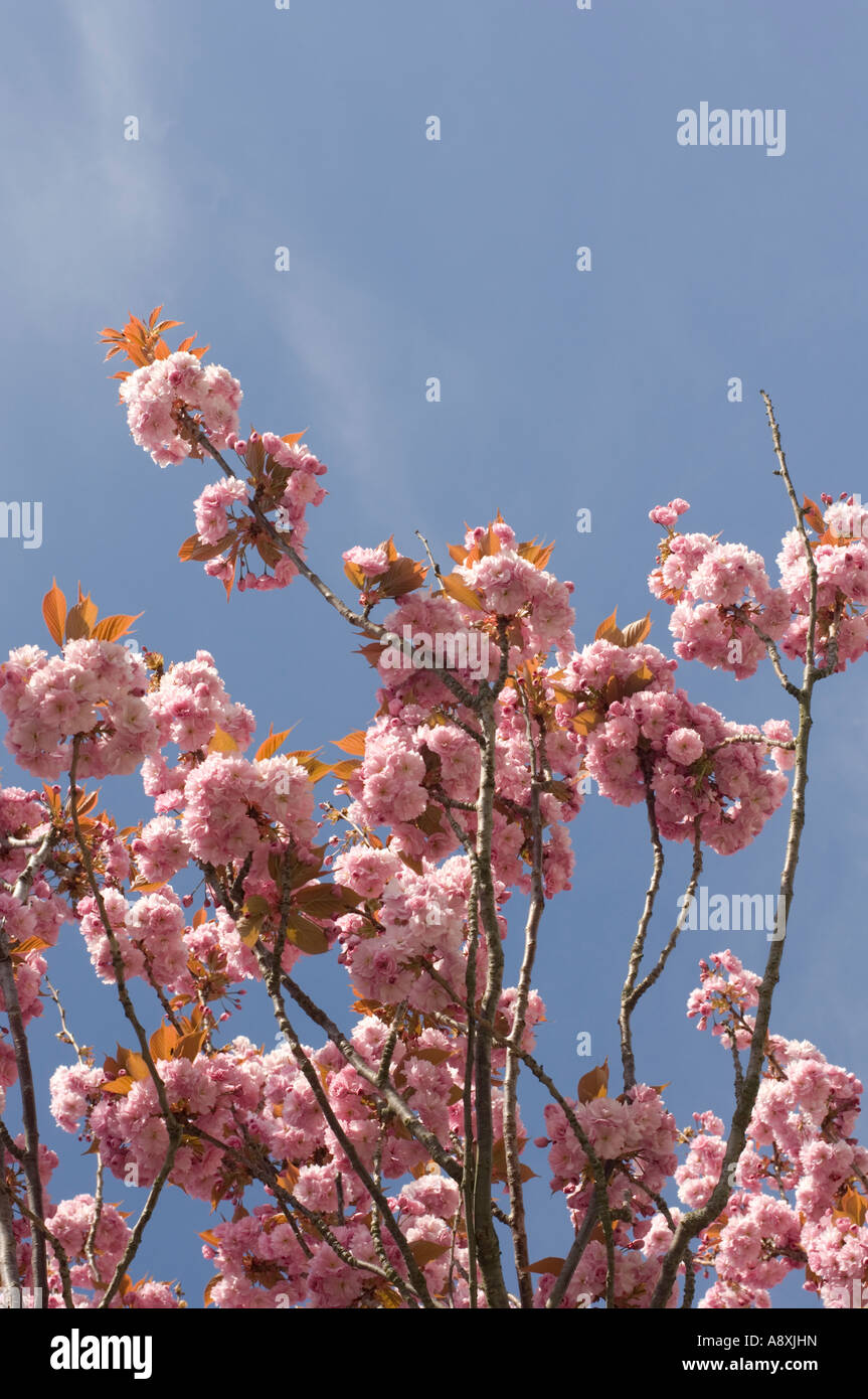 cherry blossom in full bloom on a warm spring afternoon against a clear ...
