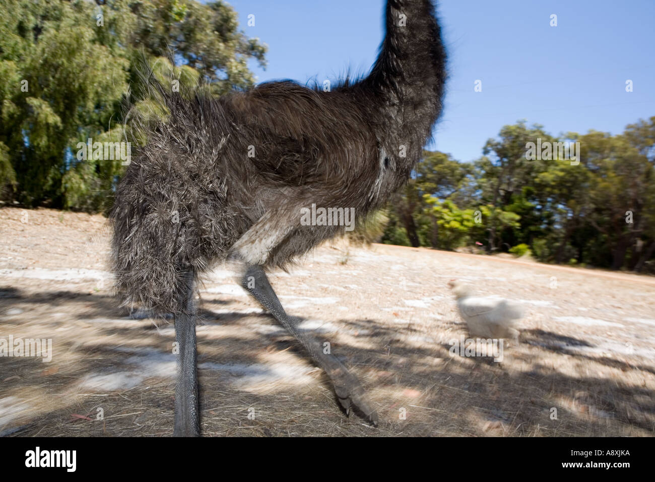 Emu in West Australia Stock Photo Alamy