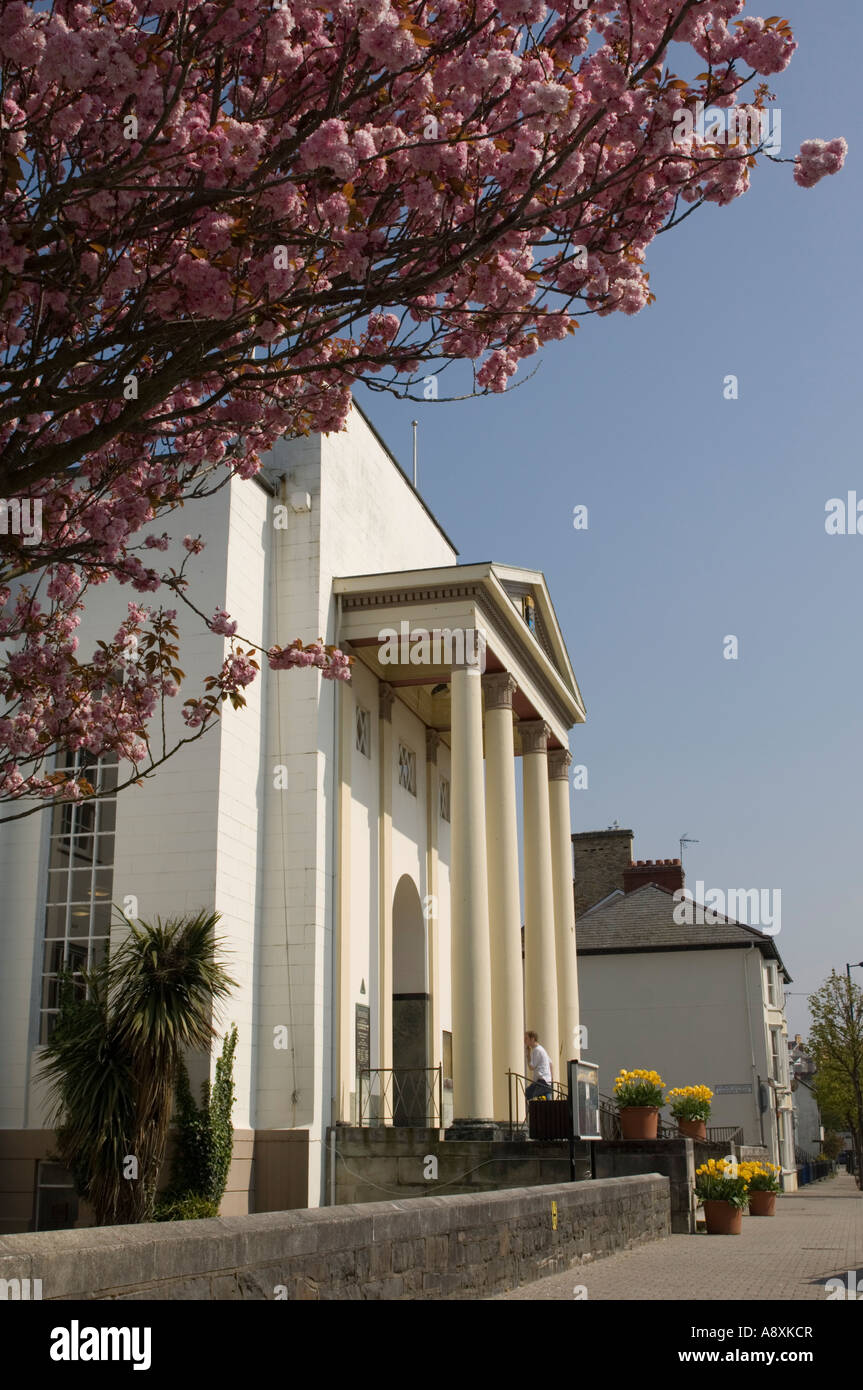 Aberystwyth Town Hall with Cherry blossom tree in full bloom spring