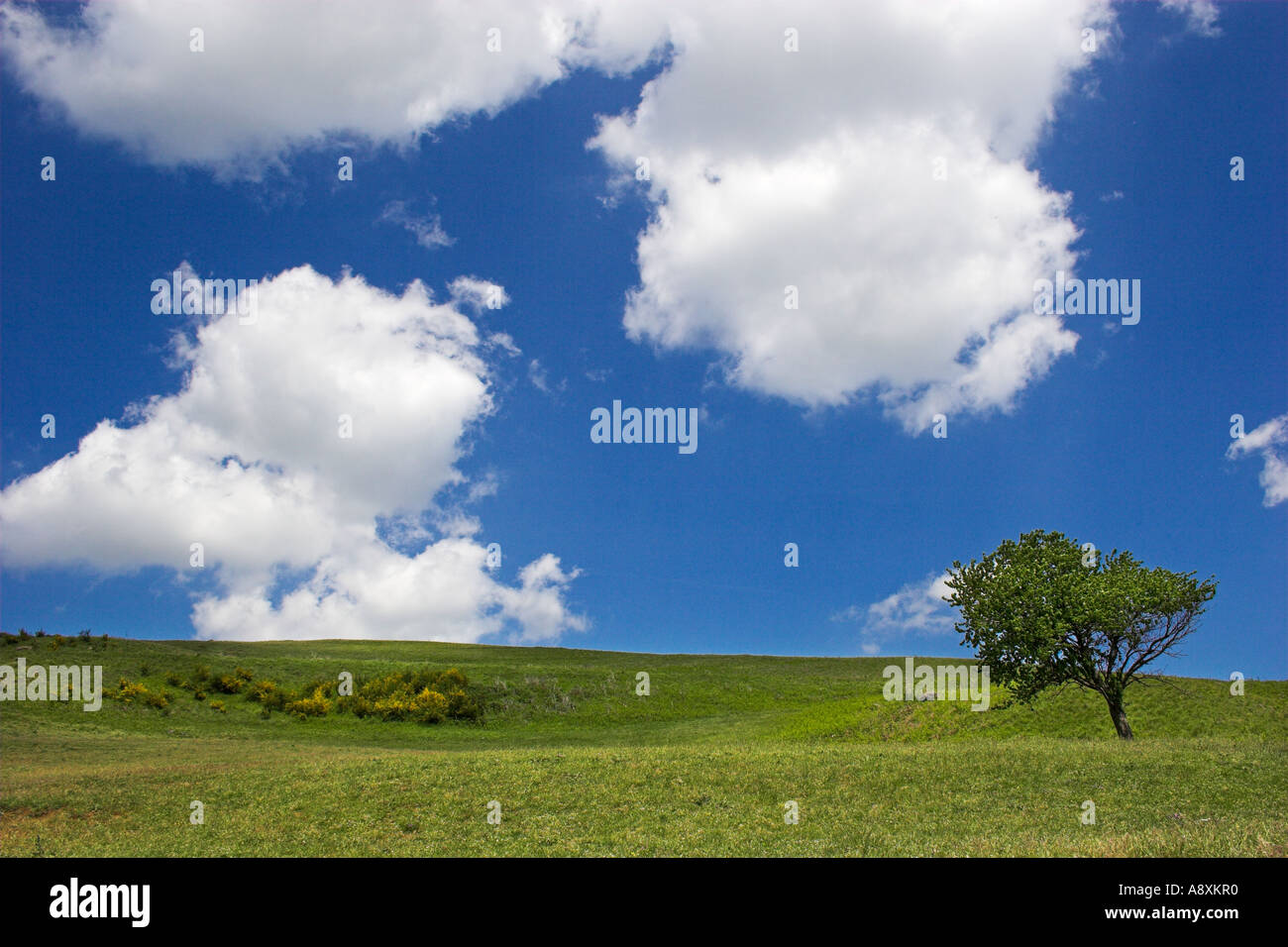 Landscape with tree and blue sky and clouds Stock Photo - Alamy