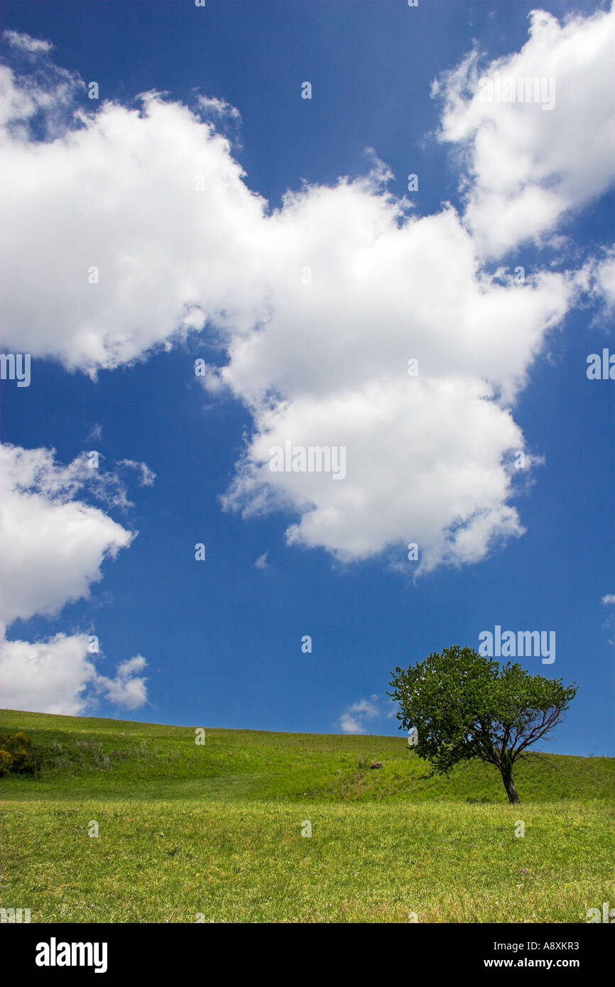 Landscape with tree and blue sky and clouds Stock Photo - Alamy
