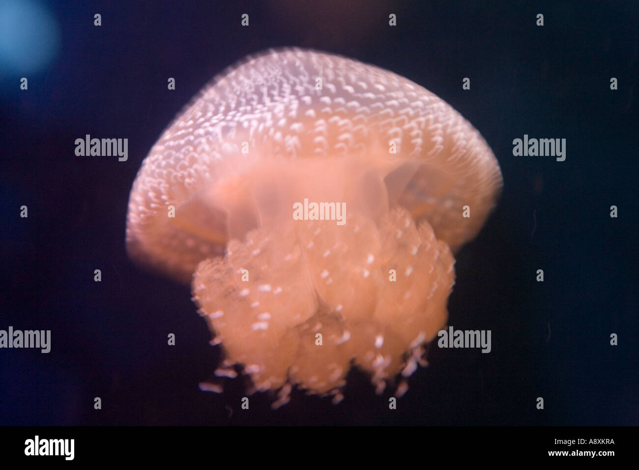 مجرفة حافة فعالية australian jellyfish - vladimirpopovic.net