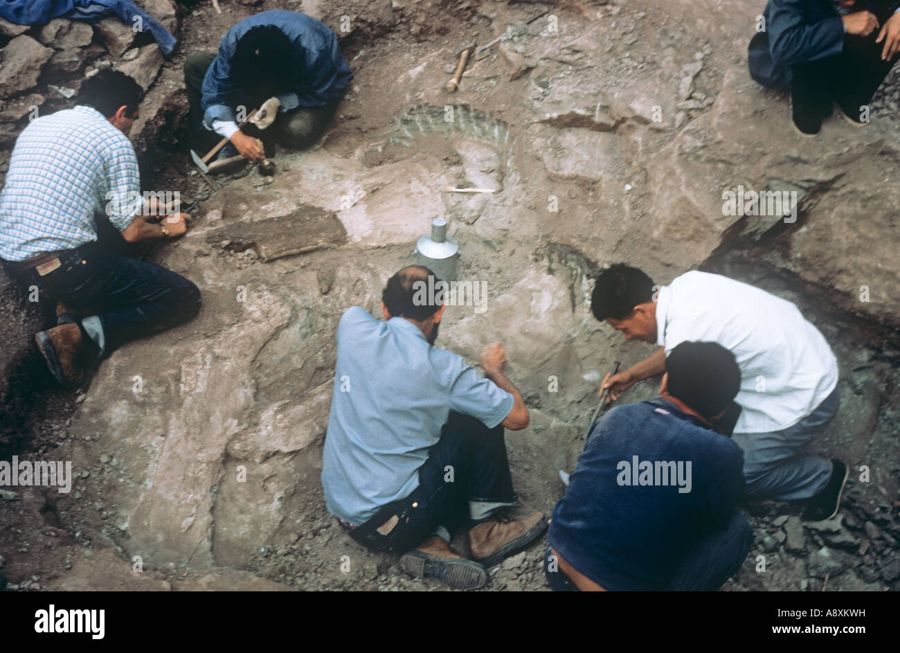 Sauropod excavation 1982 Stock Photo