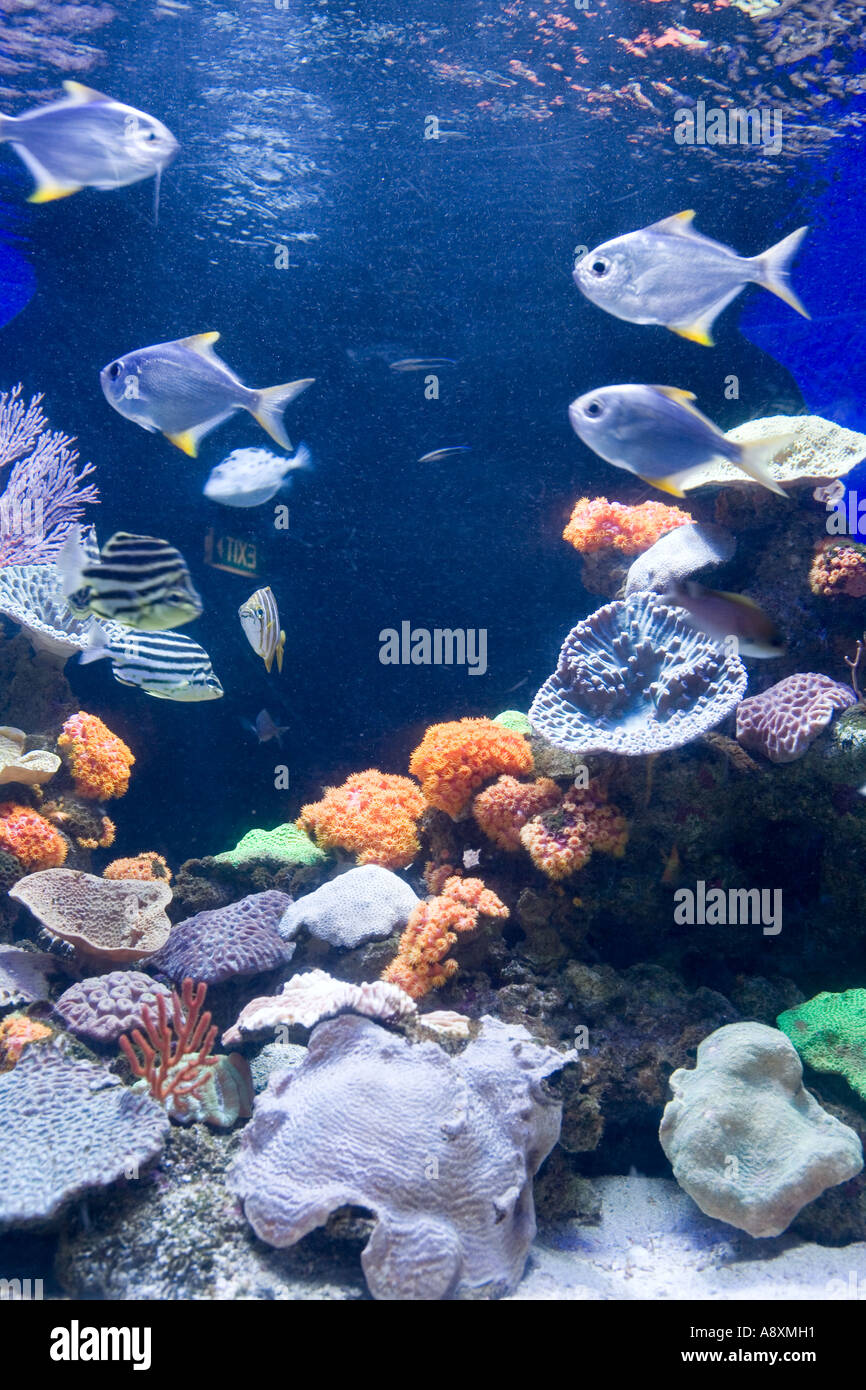 Aquarium of Western Australia Perth Stock Photo Alamy