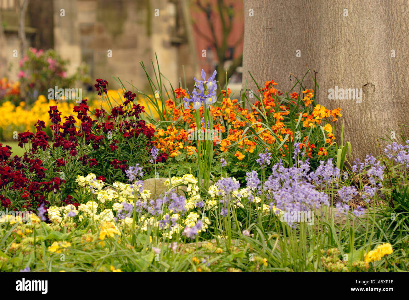 Flowers growing at base of tree Stock Photo Alamy