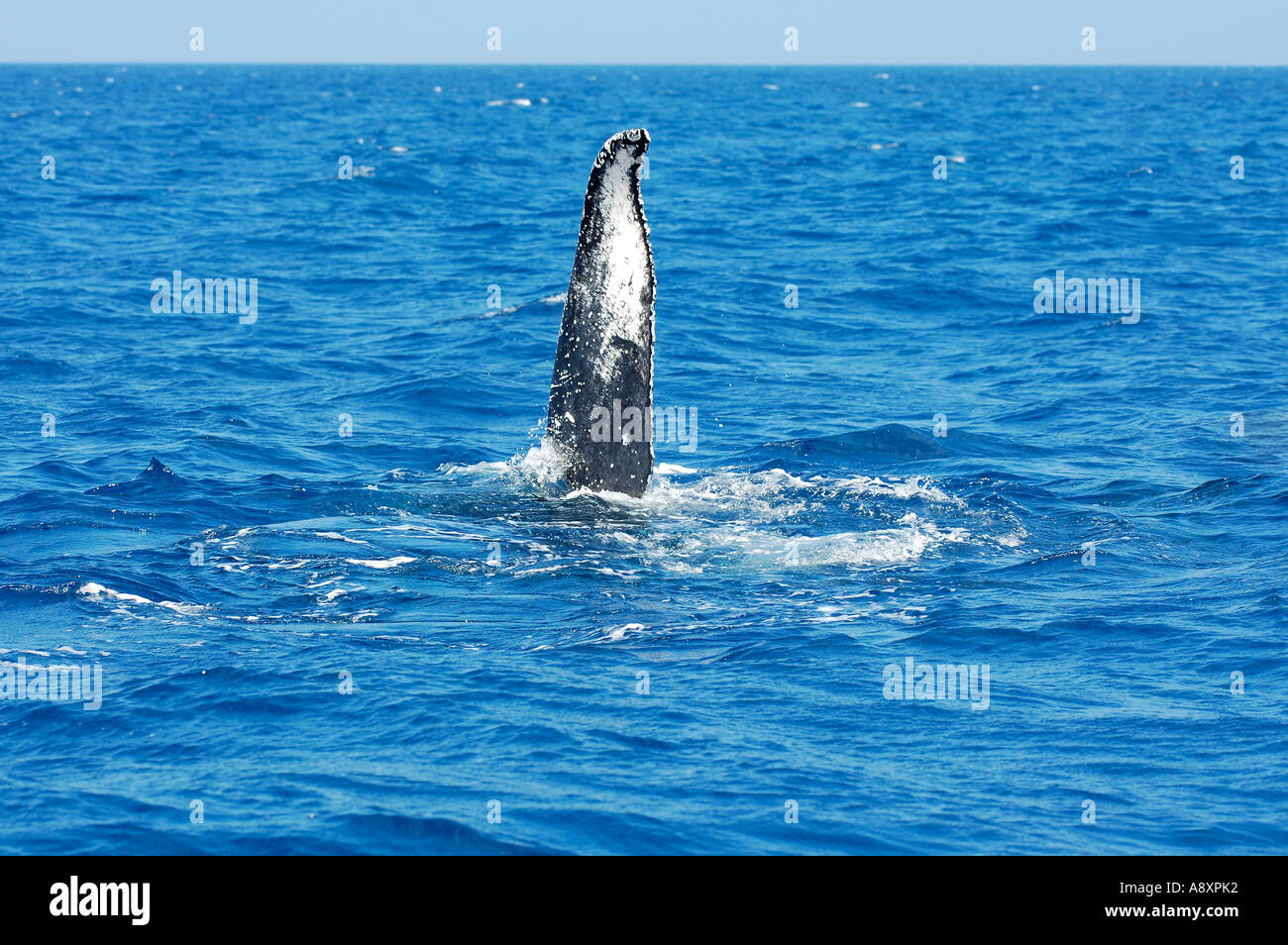 Humpback whale boat hawaii hi-res stock photography and images - Alamy