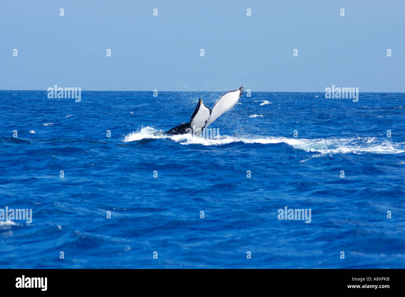 Humpback whale boat hawaii hi-res stock photography and images - Alamy