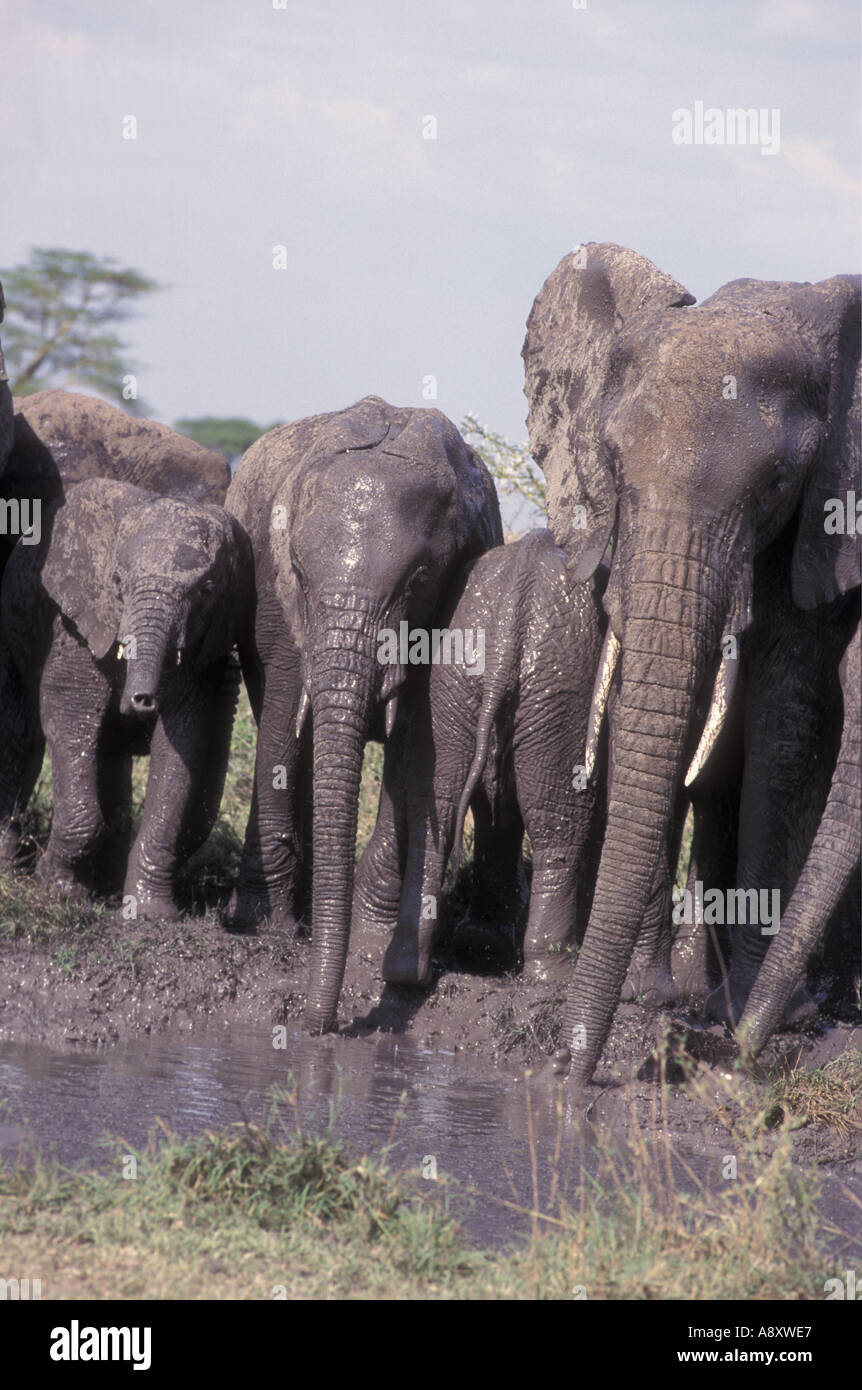 Elephants at a mud hole anointing themselves with mud Serengeti National Park Tanzania East Africa Stock Photo