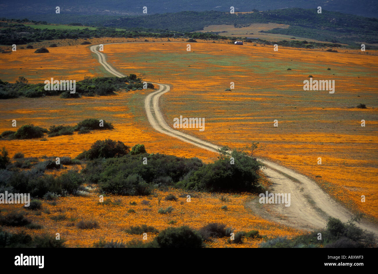 Winding track through Skilpad Wild Flower Reserve Kamieskroon Namaqualand South Africa Stock Photo
