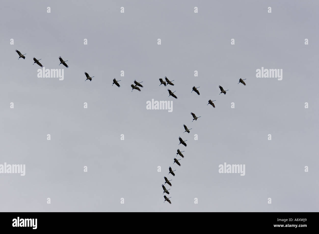 Flock flying of common Cranes (Grus grus). Cher - France.       Vol en formation de grues cendrées (Grus grus). Cher 18 - France Stock Photo