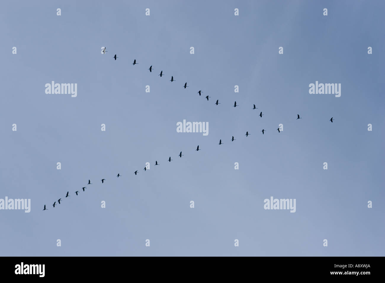 Flock flying of common Cranes (Grus grus). Cher - France. Vol en formation de grues cendrées (Grus grus) (Cher 18 - France). Stock Photo