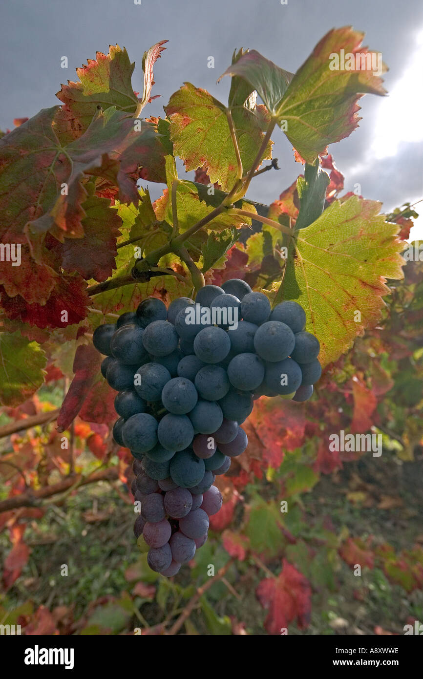 In Autumn, vine in fructification (Vitis vinifera) at St Roman de Malegarde (France). Vigne et grappe de raisin en automne. Stock Photo