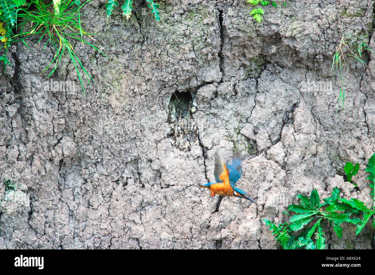 Kingfisher Alcedo Atthis flying from nest in bank Slimbridge Stock