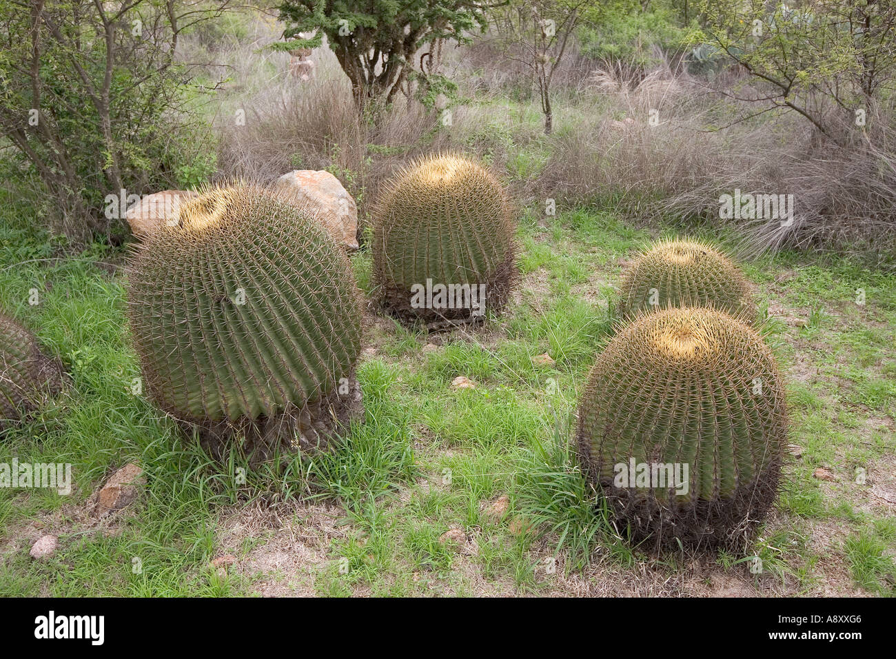Electrode cactuses (San Miguel de Allende-Guanajuato-Mexico).  Ferocactus histrix (San Miguel de Allende-Guanajuato-Mexique) Stock Photo