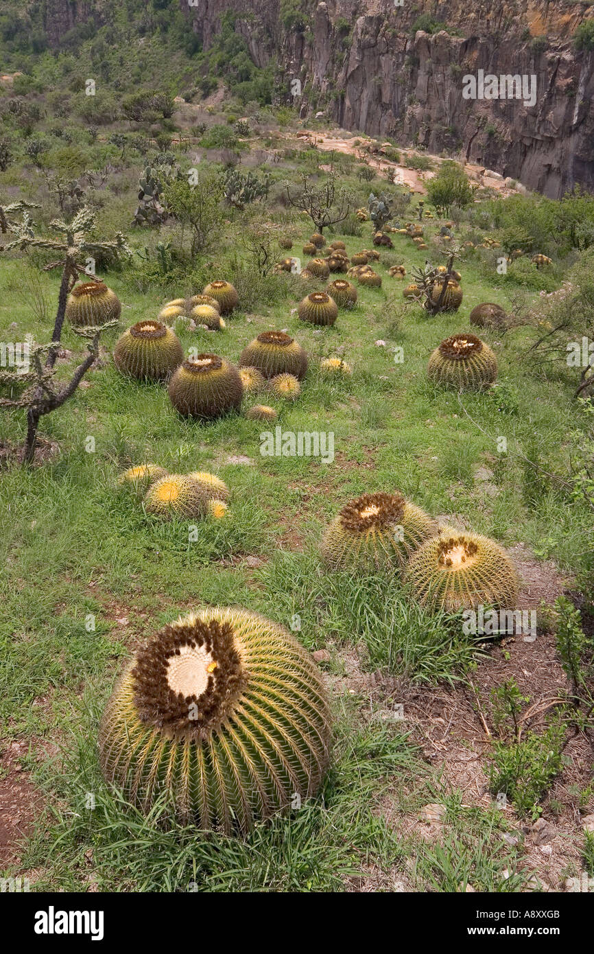 Golden barrel cacti (Echinocactus grusonii) and Opuntia imbricata (Mexico) Coussins de belle-mère et Opuntia imbricata. Mexique Stock Photo