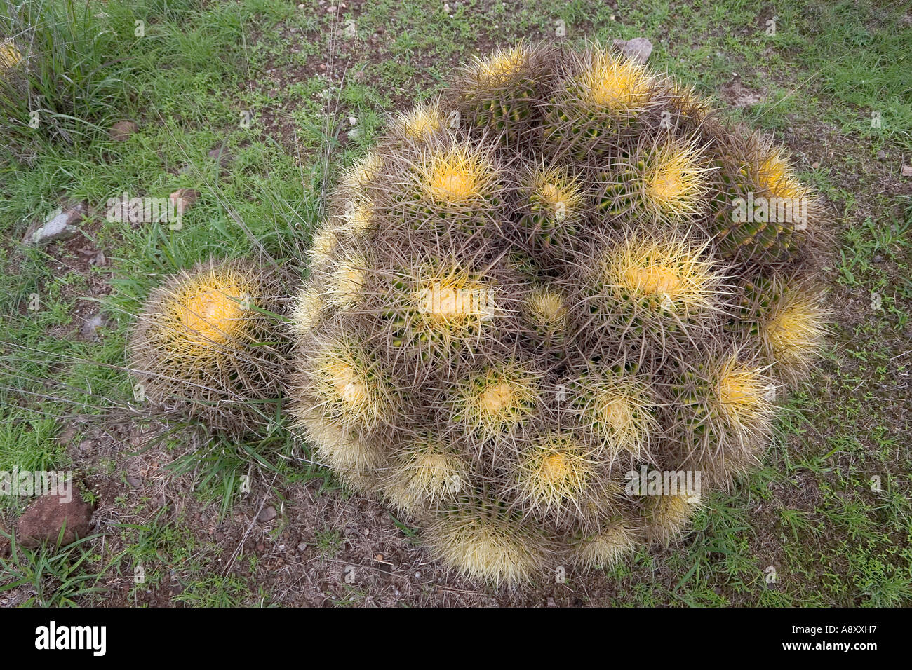Tight clump golden barrel cacti (Echinocactus grusonii). Mexico.   Coussins de belle-mère cespiteux (Mexique) Stock Photo