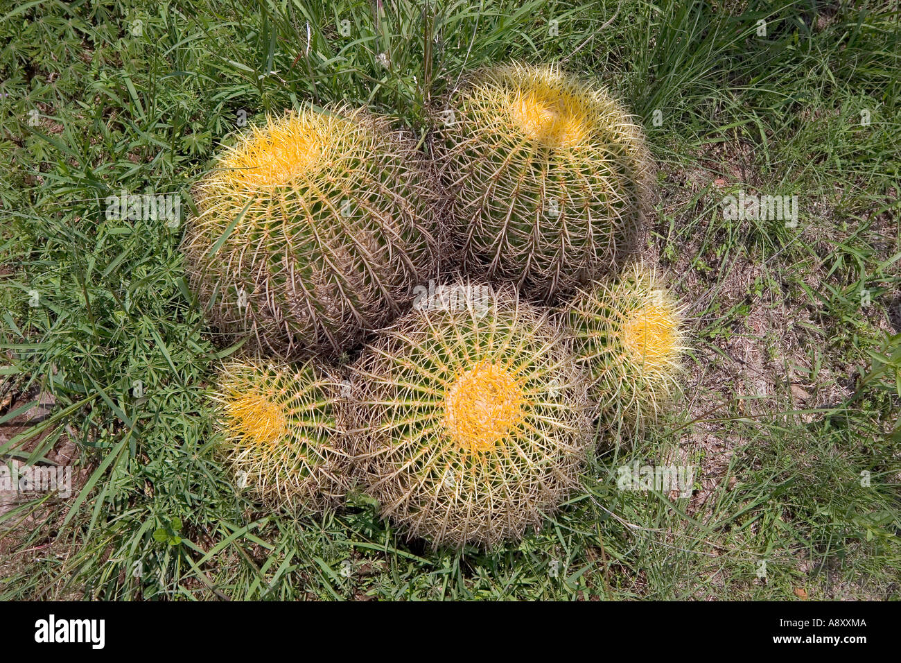 Golden barrel cacti (Echinocactus grusonii). Mexico.  Coussins de belle-mère. Mexique. Stock Photo