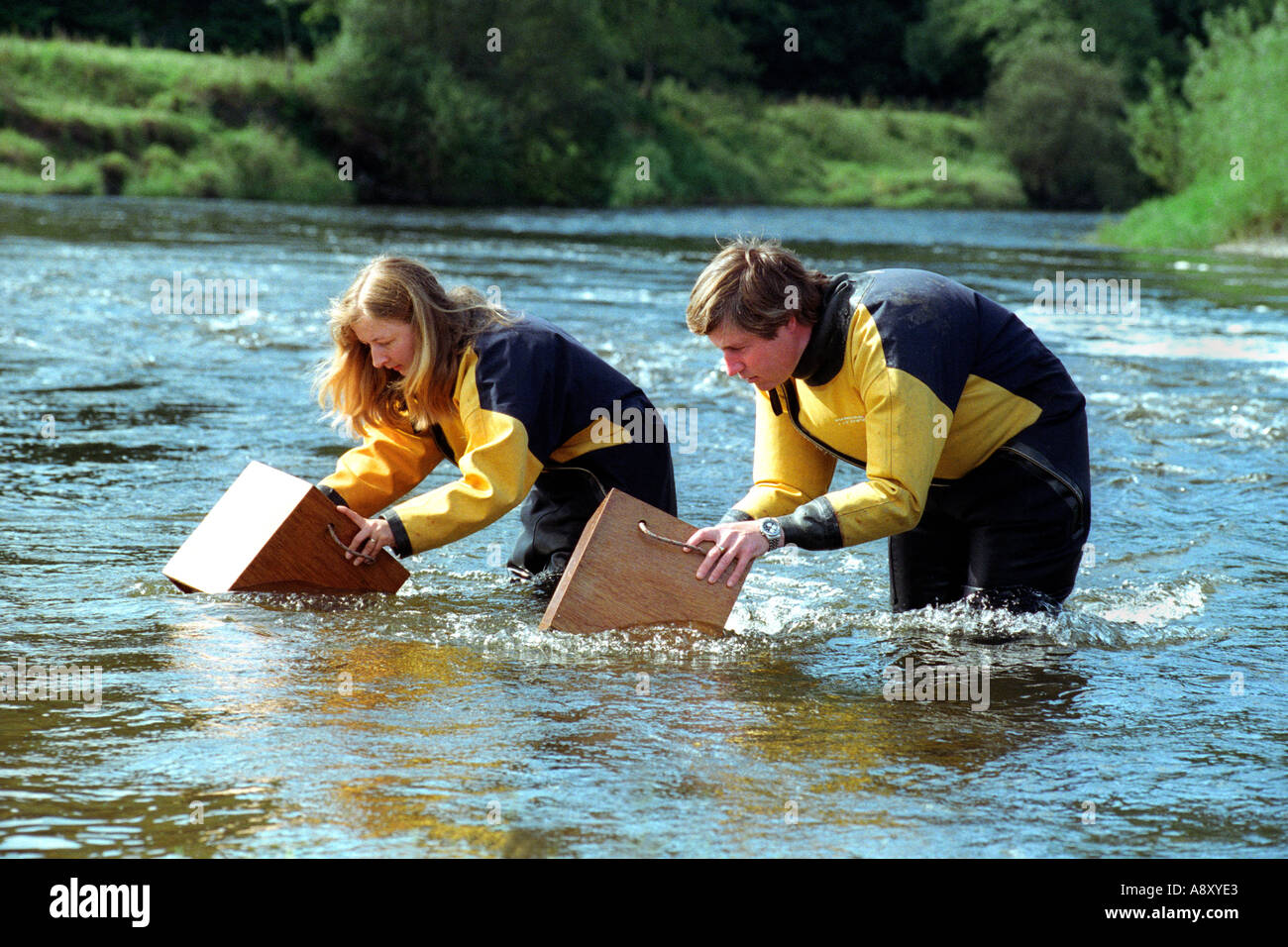 Scientists survey the distribution of freshwater mussels MARGARITIFERA MARGARITIFERA in River Towy near Carmarthen West Wales UK Stock Photo