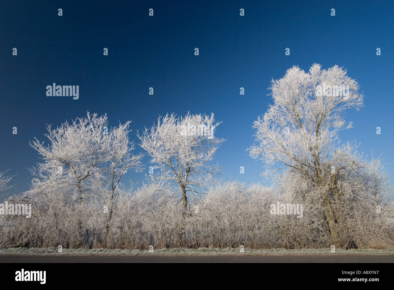 Hoarfrost covering trees in the place known as the Boischaut (France ...
