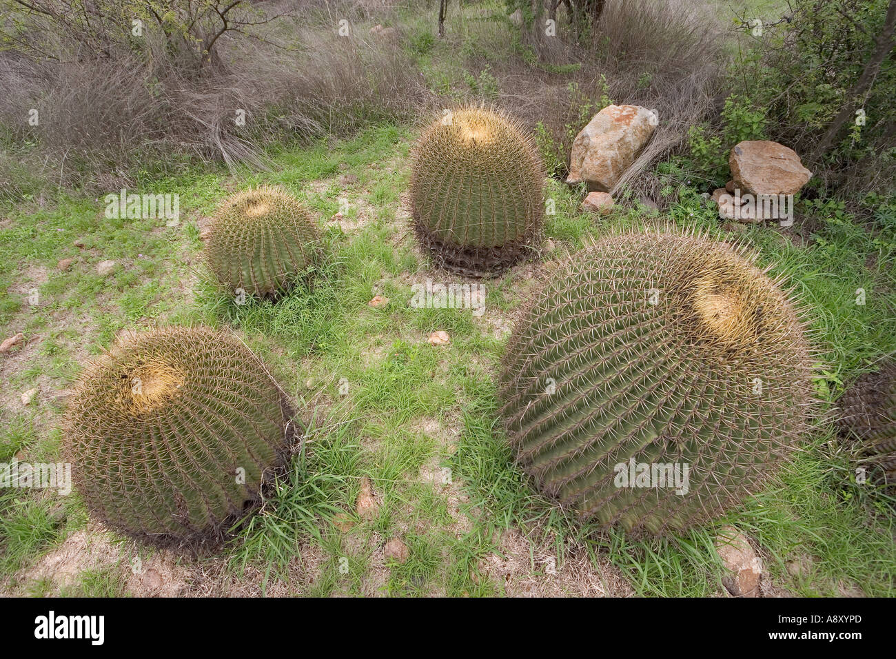 Electrode cactuses (San Miguel de Allende-Guanajuato-Mexico). Ferocactus histrix (San Miguel de Allende-Guanajuato-Mexique). Stock Photo