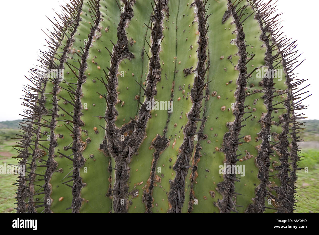 Close-up of an old Echinocactus platyacanthus (Mexico). Vue rapprochée d'un vieil Echinocactus platyacanthus (Mexique). Stock Photo