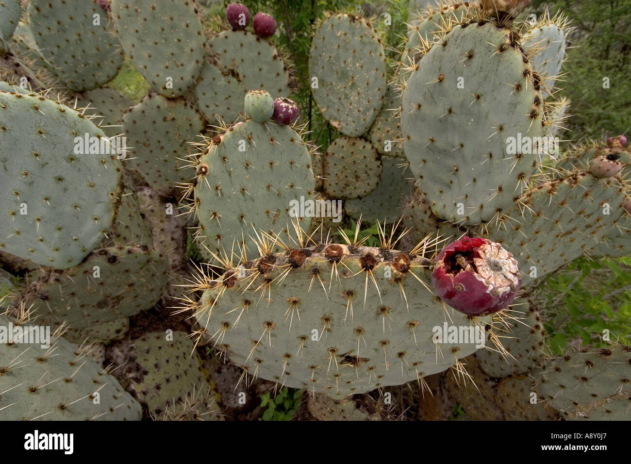 Prickly pear cactus in fructification (Mexico). Opuntia robusta en