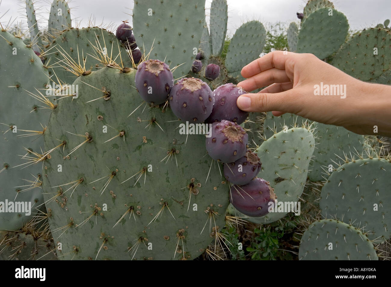 An opuntia robusta in fructification (Mexico). Opuntia robusta en fruits (Mexique). Stock Photo