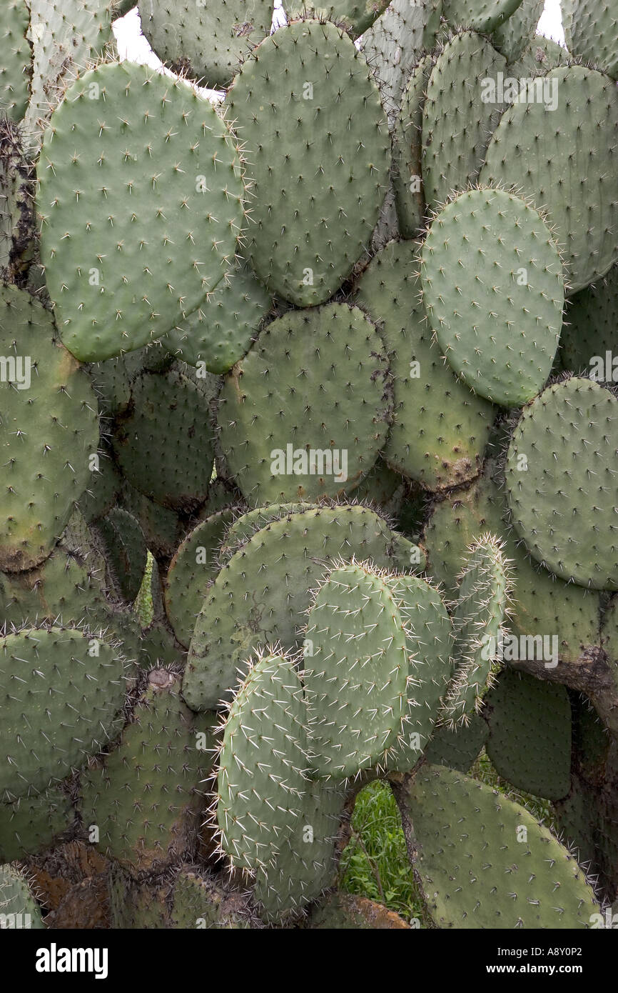 Cactus raquette hi-res stock photography and images - Alamy